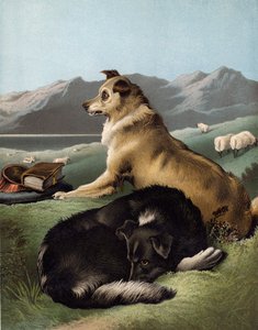 Collie kutyák